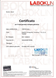 certificati salute epilessia lagotto romagnolo