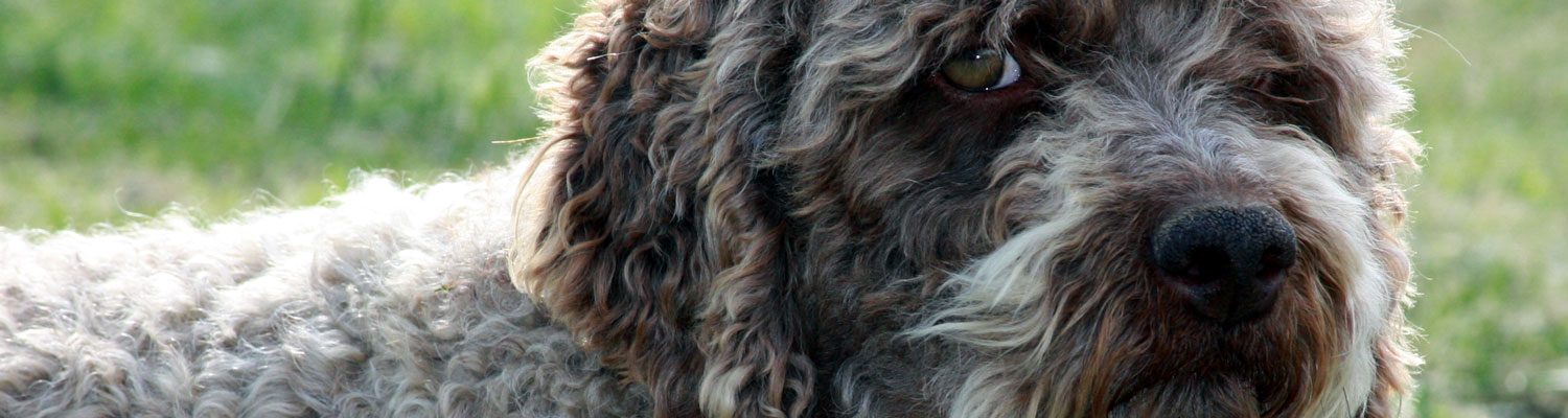 Allevamento Lagotto Romagnolo Firenze Toscana