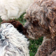 socializzazione cuccioli imprinting ed esperienze