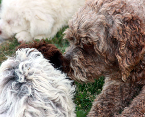 socializzazione cuccioli imprinting ed esperienze