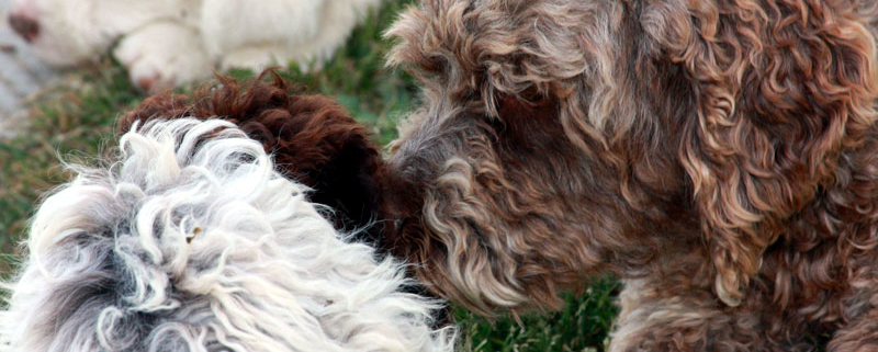 socializzazione cuccioli imprinting ed esperienze