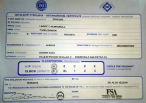 displasia anche e gomiti lagotto romagnolo riproduttore