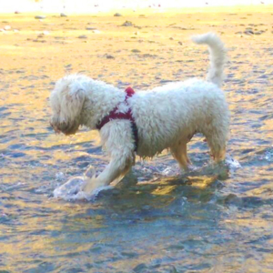 cane lagotto romagnolo acqua e riporto