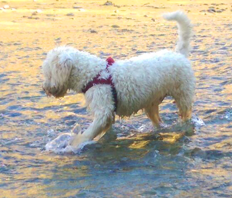 cane lagotto romagnolo acqua e riporto