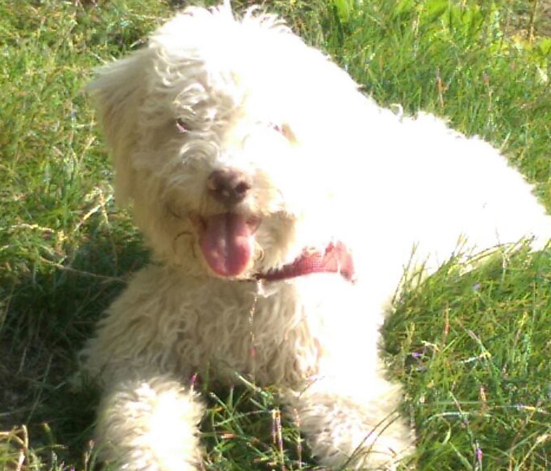 lagotto cane da compagnia