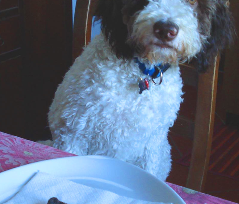 lagotto romagnolo da compagnia trova tartufi