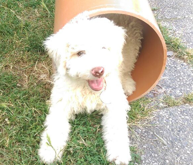 lagotto romagnolo obedience