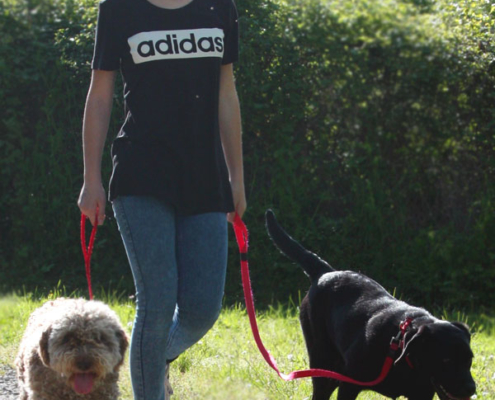 prima volta guinzaglio con il Lagotto Romagnolo