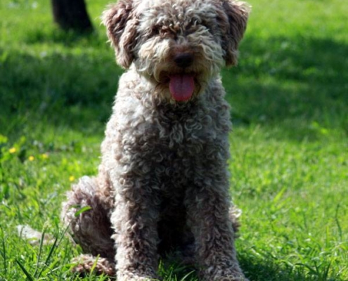 cuccioli lagotto cane fattrice eccellente proporzioni