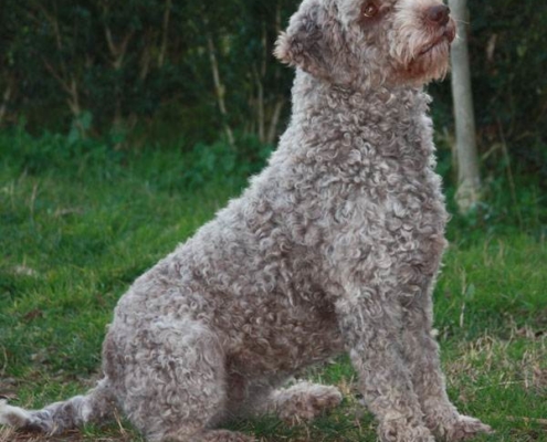 SAETTA cane lagotto ubbidiente