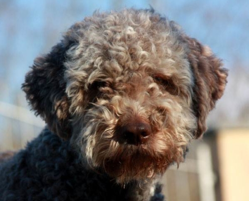 bagno lagotto romagnolo