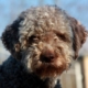 bagno lagotto romagnolo