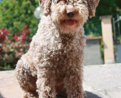 Cane lagotto femmina saetta super per compagnia e bambini