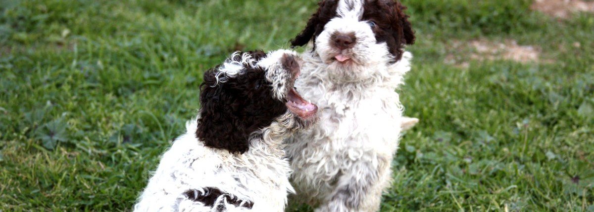 giochi cuccioli lagotto rispetto e ruoli