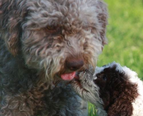 test genetici razza lagotto romagnolo