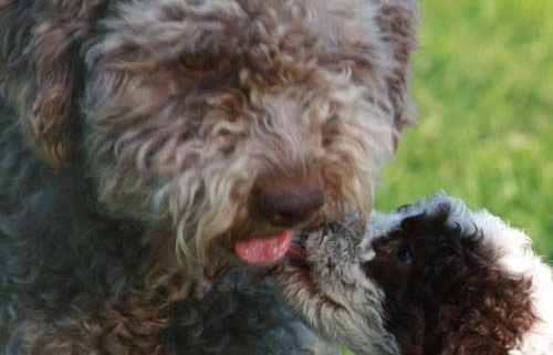 test genetici razza lagotto romagnolo