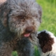 test genetici razza lagotto romagnolo