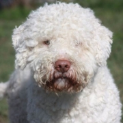 stallone lagotto romagnolo