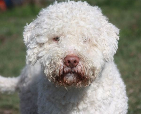 stallone lagotto romagnolo