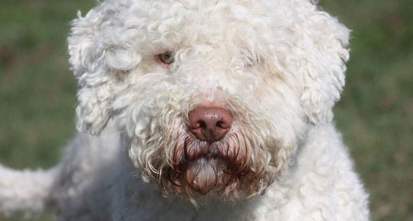 stallone lagotto romagnolo