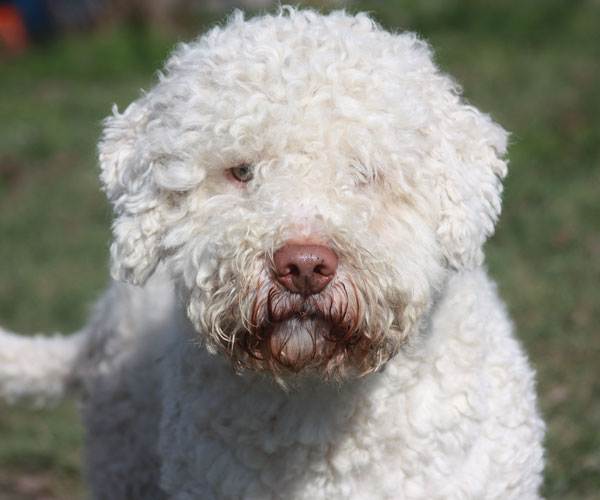 stallone lagotto romagnolo