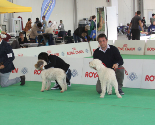 esposizione lagotto romagnolo 2017 riproduzione selezionata