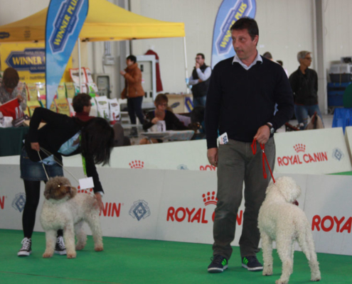 mostra bellezza forlì lagotto romagnolo