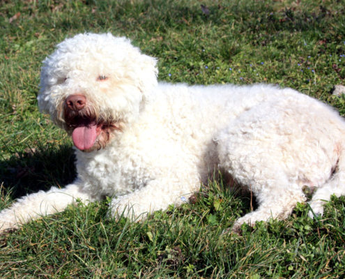 Cane Lagotto Romagnolo Maschio stallone