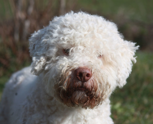 Stallone lagotto romagnolo per accoppiamenti monta