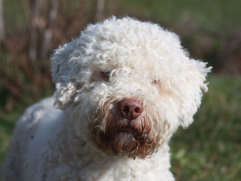 Stallone lagotto romagnolo per accoppiamenti monta