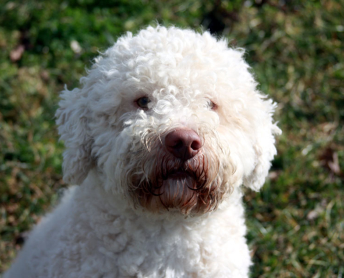 prezzo cucciolo lagotto romagnolo