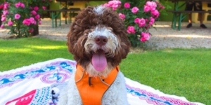 Cura del pelo del Lagotto Romagnolo Toelettare e Tosare