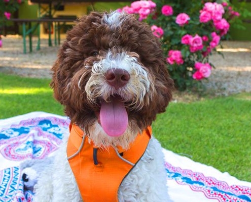 Cura del pelo del Lagotto Romagnolo Toelettare e Tosare