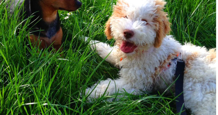 Pettorina o Collare Lagotto Romagnolo Cucciolo