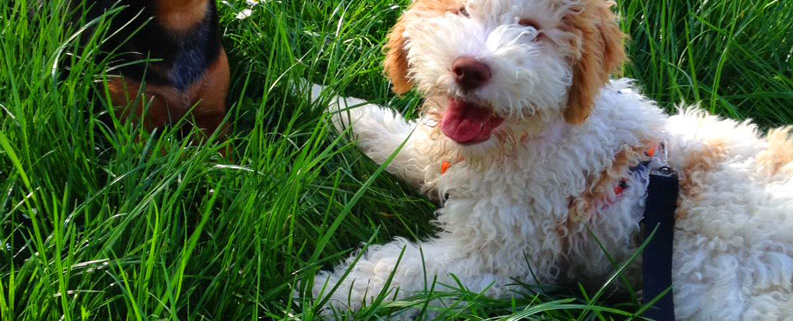 Pettorina o Collare Lagotto Romagnolo Cucciolo