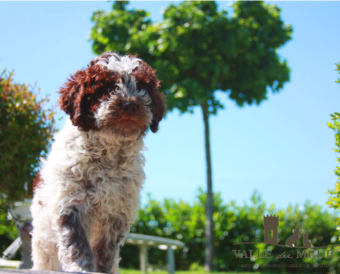 Scegliere il Lagotto Romagnolo cucciolo