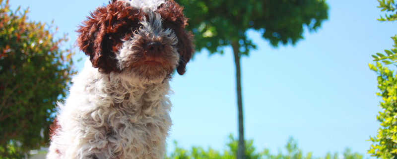 Scegliere il Lagotto Romagnolo cucciolo