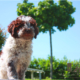 Scegliere il Lagotto Romagnolo cucciolo