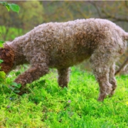 ANDARE A TARTUFI CON IL LAGOTTO ROMAGNOLO