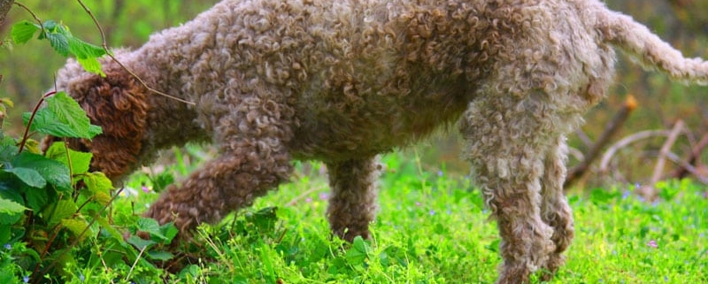 ANDARE A TARTUFI CON IL LAGOTTO ROMAGNOLO