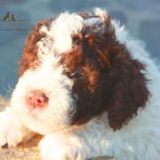 cuccioli di lagotto allevamento