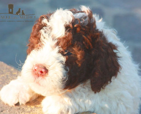 cuccioli di lagotto allevamento