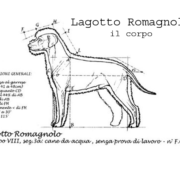 Standard Lagotto Romagnolo: Il Lagotto Perfetto