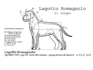 Standard Lagotto Romagnolo: Il Lagotto Perfetto