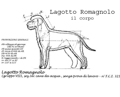 Standard Lagotto Romagnolo: Il Lagotto Perfetto