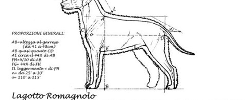 Standard Lagotto Romagnolo: Il Lagotto Perfetto