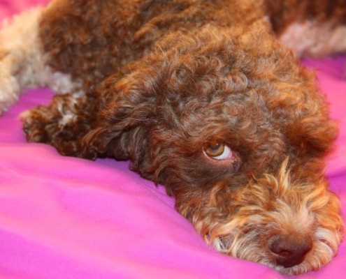 Lagotto Romagnolo cane da compagnia