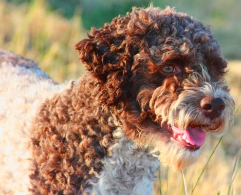 Lagotto Romagnolo cane per bambini testa bella