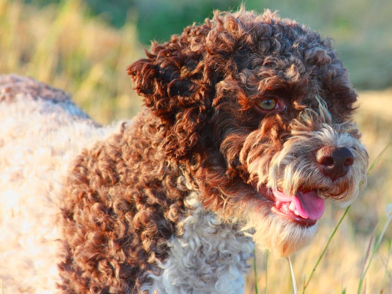 Lagotto Romagnolo cane per bambini testa bella