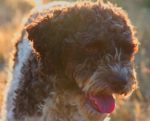 Lagotto Romagnolo morfologia perfetta